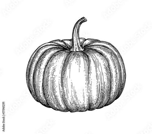Ink sketch of pumpkin.