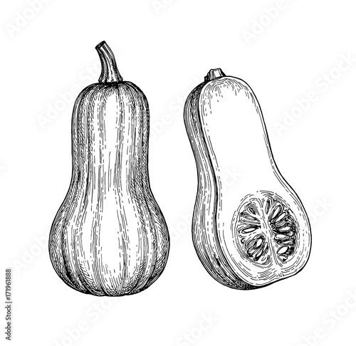 Ink sketch of butternut squash