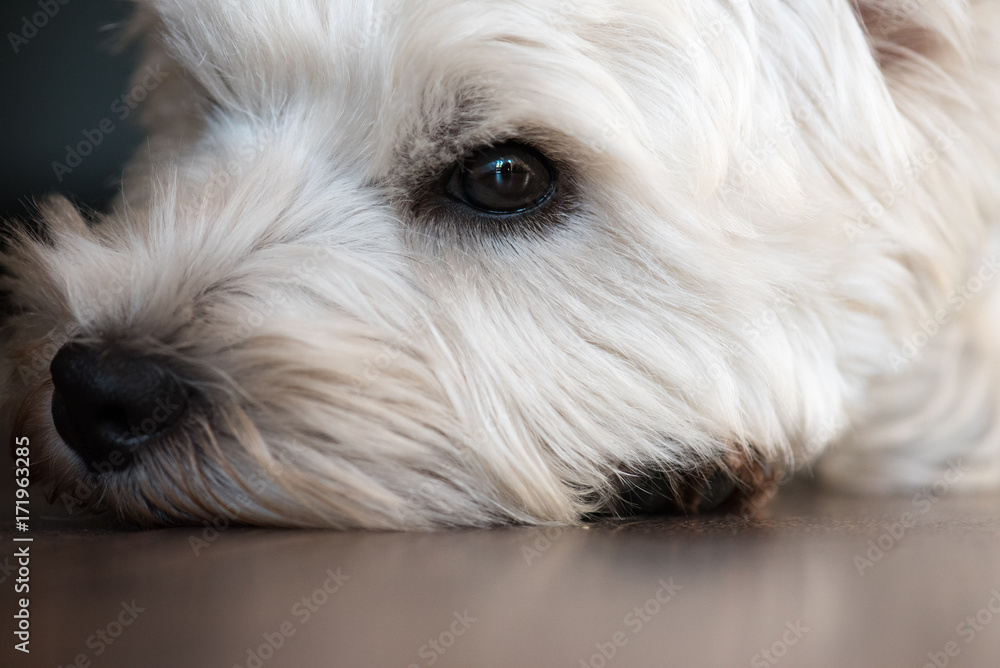 Expressive eye of a tired dog lying down on a floor