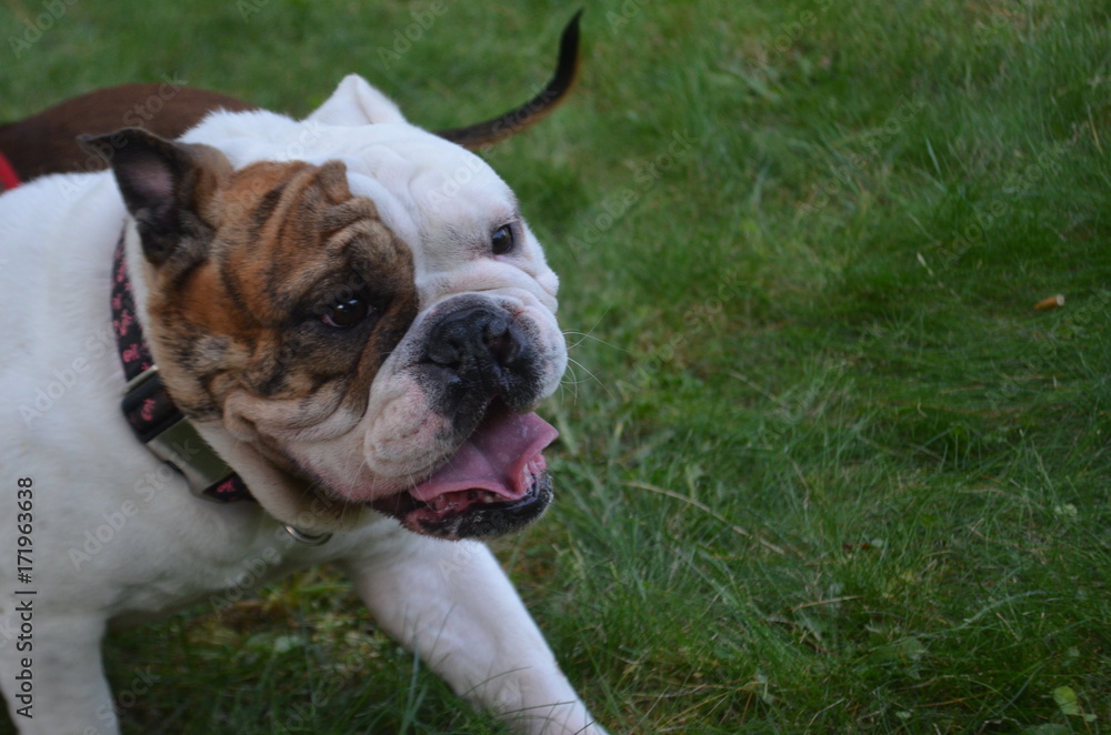 White and brown bulldog sitting outside 