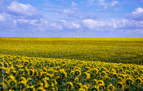 Sunflowers growing in agricultural field.Tula region,Russia