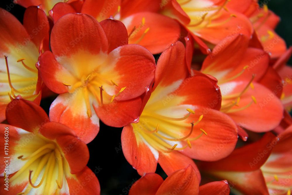 Obraz premium beautiful flowers