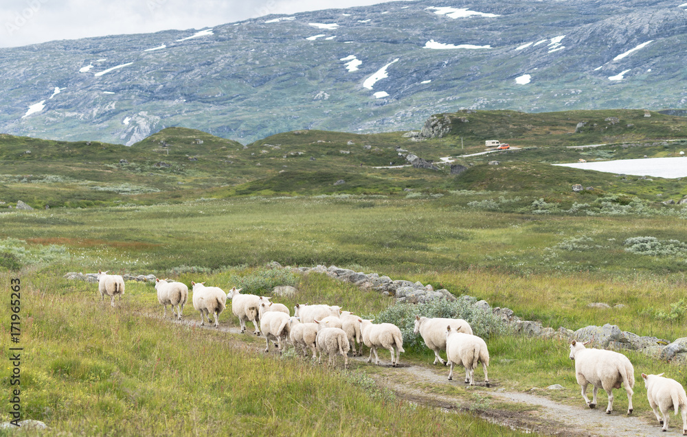 Landscape with mountains and sheep  in Norway at summer
