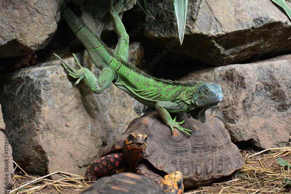 A green iguana and a red footed tortoise play with each other in the gardens. A green iguana and a red footed tortoise play with each other in the gardens.