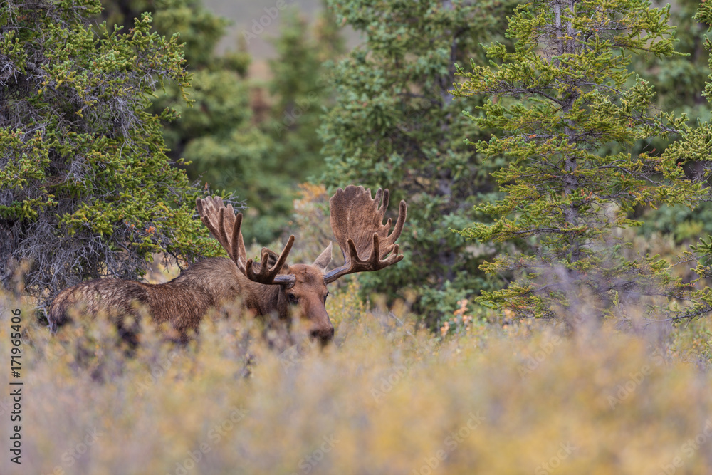 Naklejka premium Alaska Yukon Bull Moose in Velvet