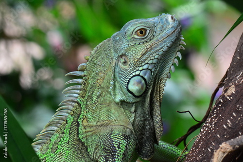 A green iguana poses for its portrait in the gardens