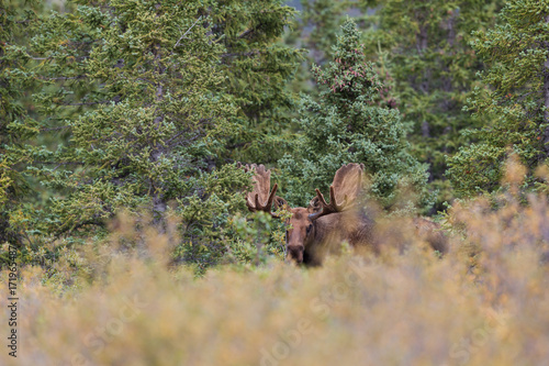 Alaska Yukon Bull Moose in Velvet © natureguy