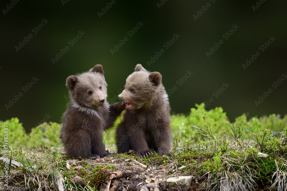 Naklejka premium Dwa młode młode niedźwiedzie brunatne w przód