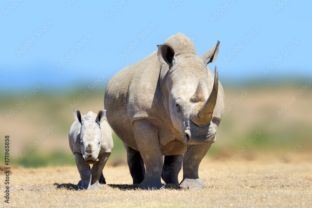 White rhinoceros in the nature habitat, Kenya, Africa - obrazy, fototapety, plakaty 