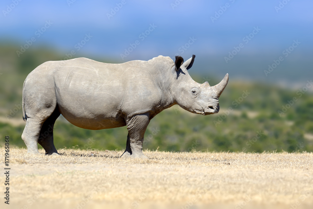 Naklejka premium White rhinoceros in the nature habitat, Kenya, Africa