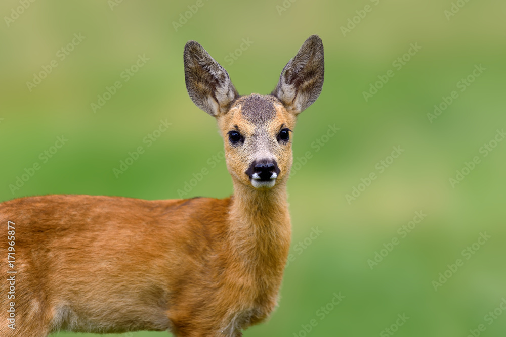 Baby roe deer on summer meadow