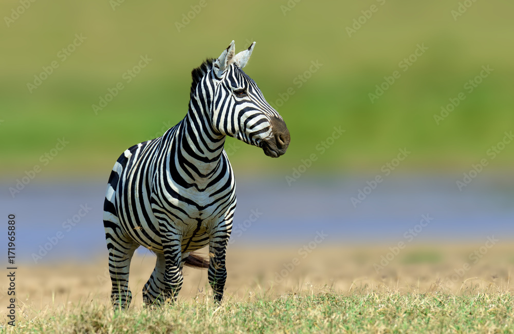 Zebra in the grass nature habitat, National Park of Kenya Zebra in the grass nature habitat, National Park of Kenya