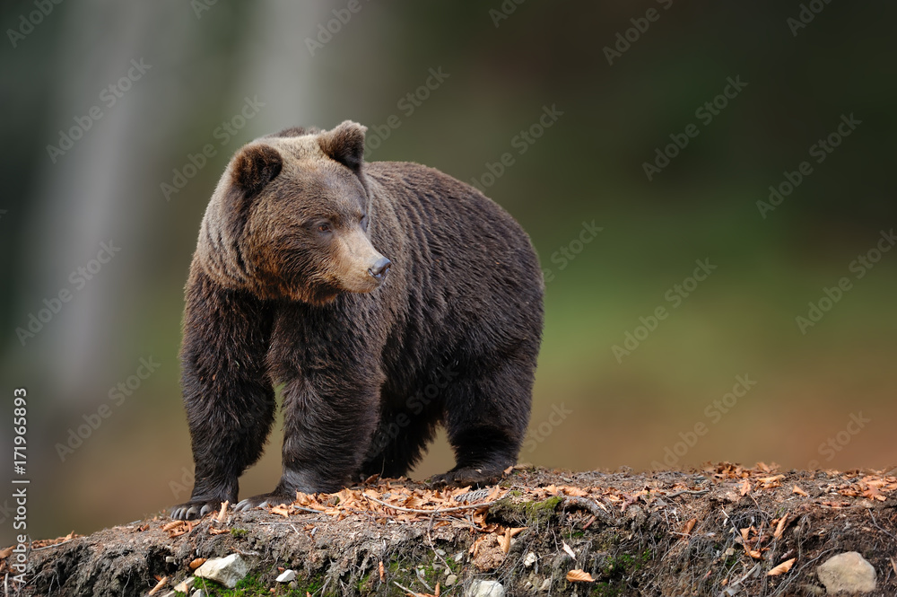 Big brown bear in the nature habitat. Wildlife scene from nature Big brown bear in the nature habitat. Wildlife scene from nature