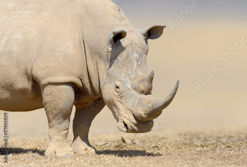 White rhinoceros in the nature habitat  Kenya  Africa