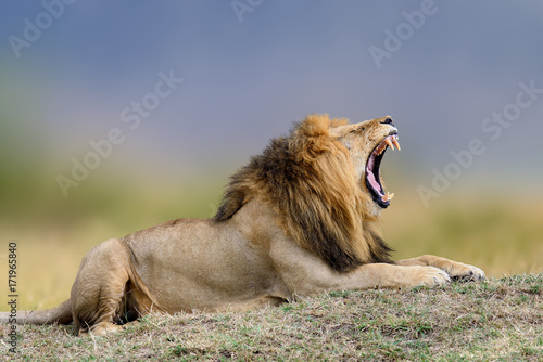 Fototapeta Naklejka Na Ścianę i Meble -  African lions, Panthera leo, Masai Mara National Park, Kenya, Africa