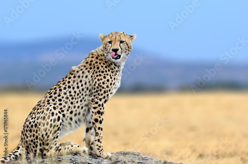 African cheetah, Masai Mara National Park, Kenya, Africa