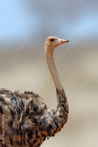 African ostrich, Masai Mara National Park, Kenya.