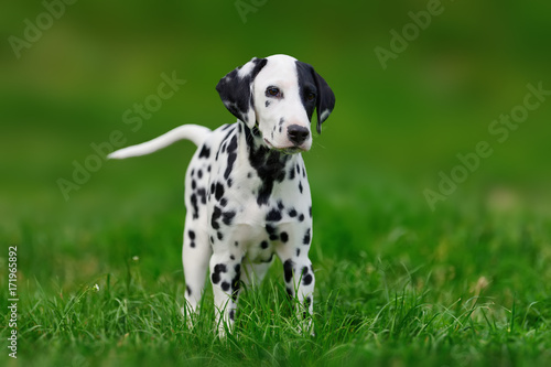 Dalmatian dog outdoors in summer