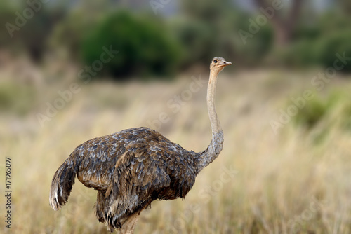 African ostrich, Masai Mara National Park, Kenya.