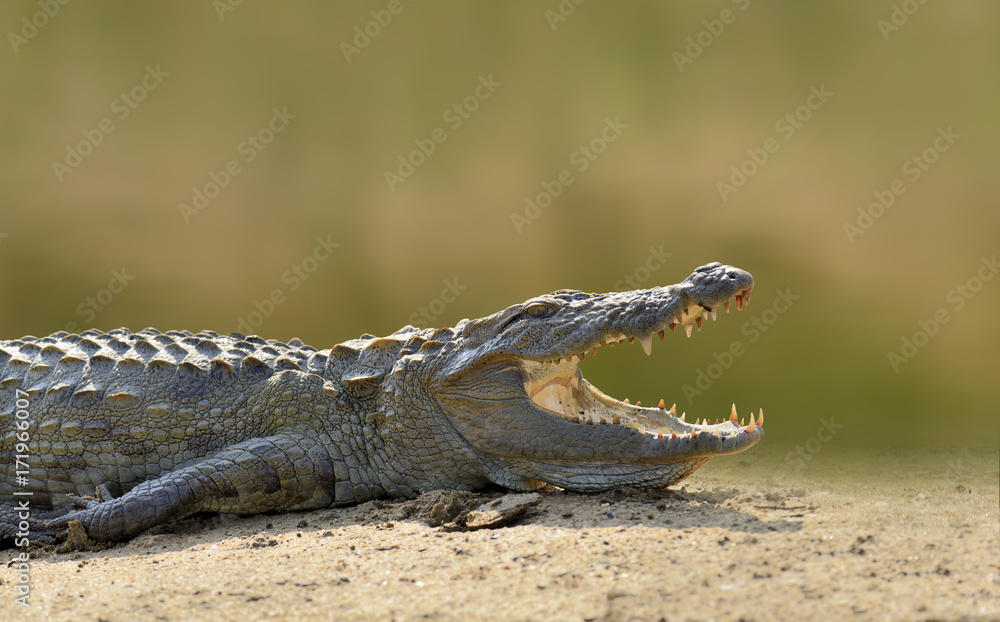 Obraz premium Crocodile in the river, evening yellow sun, National park Yalla, Sri Lanka