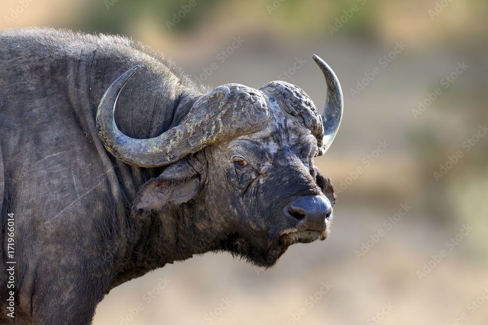 Naklejka premium African Buffalo, big animal in the nature habitat