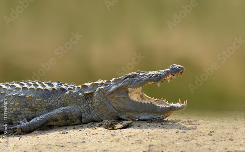 Crocodile in the river  evening yellow sun  National park Yalla  Sri Lanka