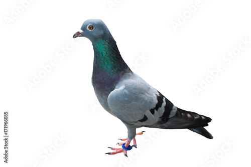 bird pigeon isolated on white background wild feral green blue bar