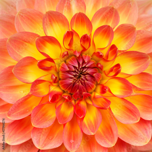 Macro of a blooming dahlia flower