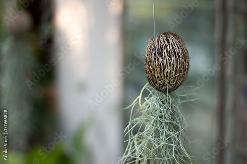 Tillansia usenoides L.,Usnea,Spanish Moss photo