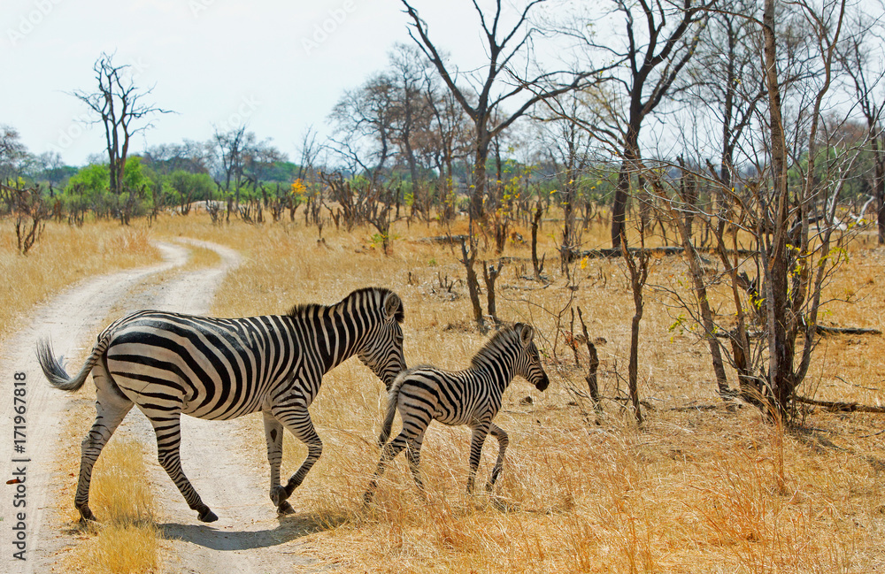 Obraz premium Zebra Burchells biegnąca po polnej drodze w Hwange w Zimbabwe