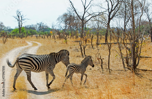 Burchells zebra running across a dirt track in Hwange  Zimbabwe
