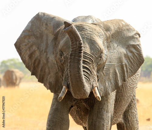 Elephant with ears flapping and trunk extended smelling the air in Hwange, Zimbabwe photo