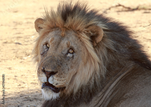 Full Frame Male Lion resting and looking directly at camera