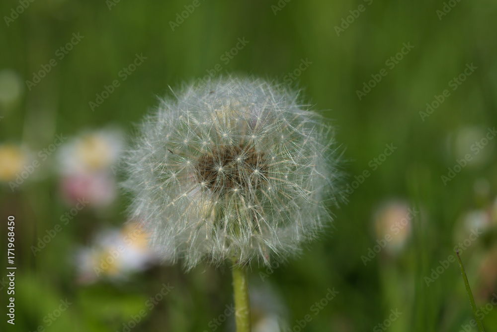 Pusteblume