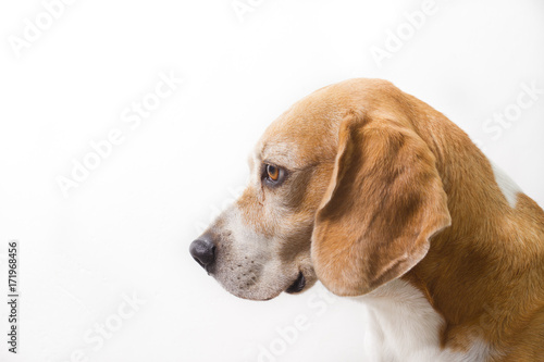 adult beagle dog isolated on white background