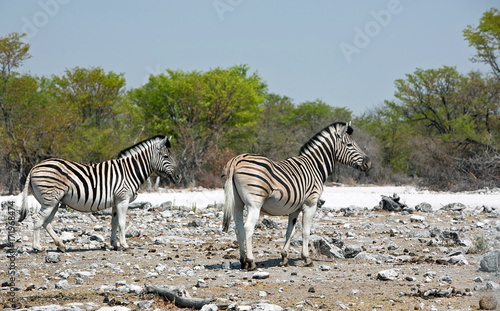 Burchell Zebra standing on the dry Etosha plains with a blue cloudless sky   Zimbabwe  Africa