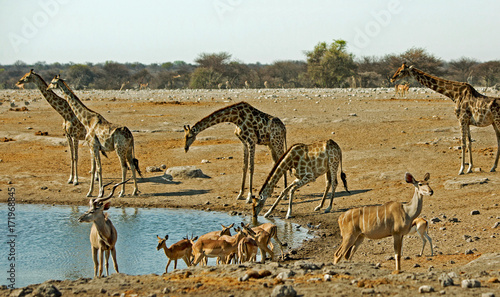 Giraffes drinking from a waterhole with kudu in the foreground in Etosha, Namibia