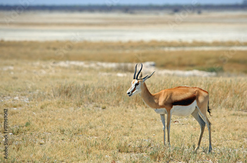 Springbok standing on the african plains in the etosha pan, namibia