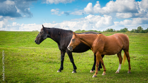 Two horses grazing in a country meadow on a sunny afternoon in late summer