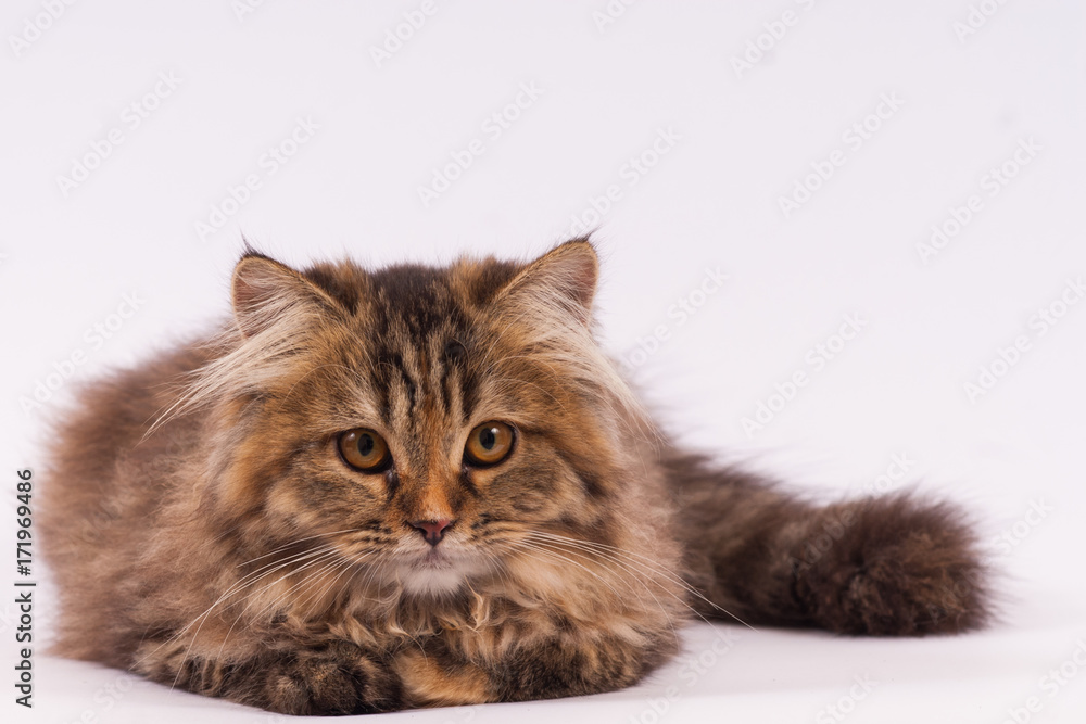 persian long haired cat. cute persian kitten pictures.