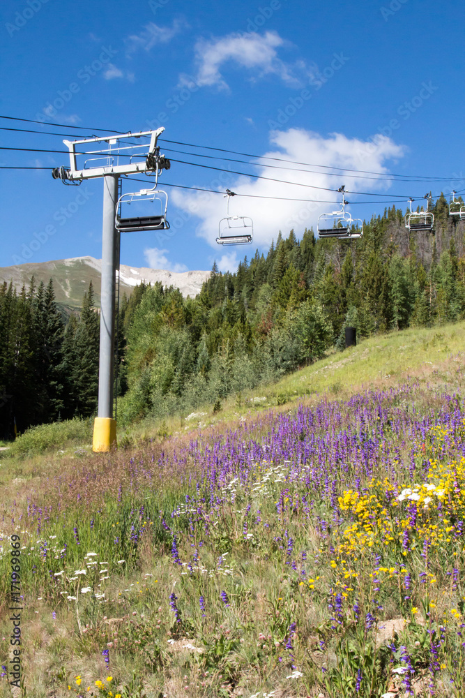 Wildflowers on a ski slope under a ski lift in Breckenridge, Colorado Wildflowers on a ski slope under a ski lift in Breckenridge, Colorado