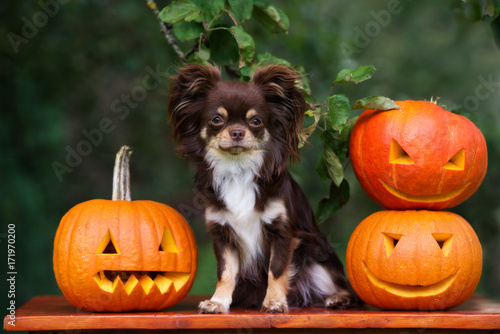 beautiful chihuahua dog posing with carved Halloween pumpkins