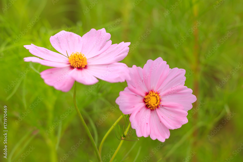 Pink cosmos flower in the garden Pink cosmos flower in the garden
