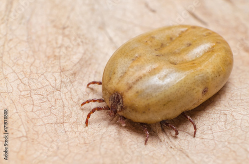 Tick filled with blood sitting on a dry leaf photo