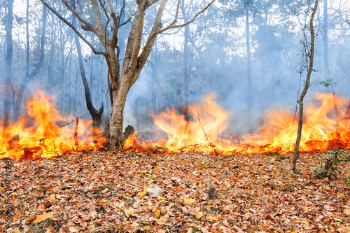 wildfire in tropical forest ,Thailand