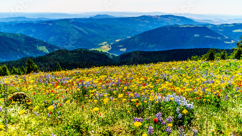 Hiking through the meadows covered in wildflowers in the high alpine near the village of Sun Peaks in the Shuswap Highlands in central British Columbia Canada