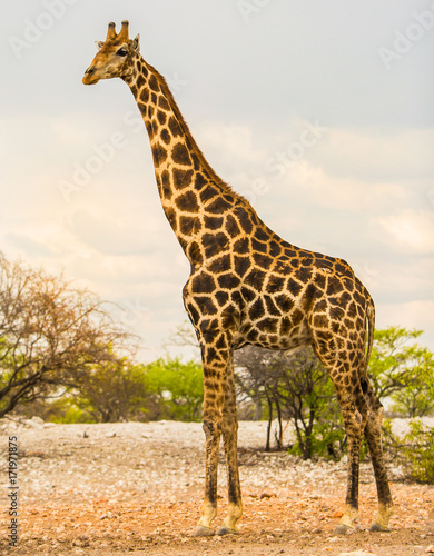 Portrait of a tall giraffe standing on the open plains in Hwange  Zimbabwe