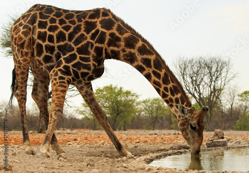 Photography Giraffe drinking from camp waterhole, taken from camp hide, Andersssons, Etoshs,