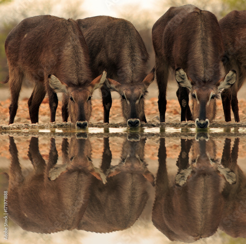 Photography Group of waterbuck drinking from camp waterhole, anderssons, Etosha