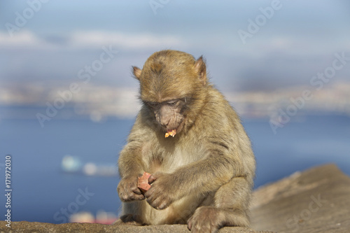 Barbery Ape feeding on the rock of gibraltar with a scenic background © paula